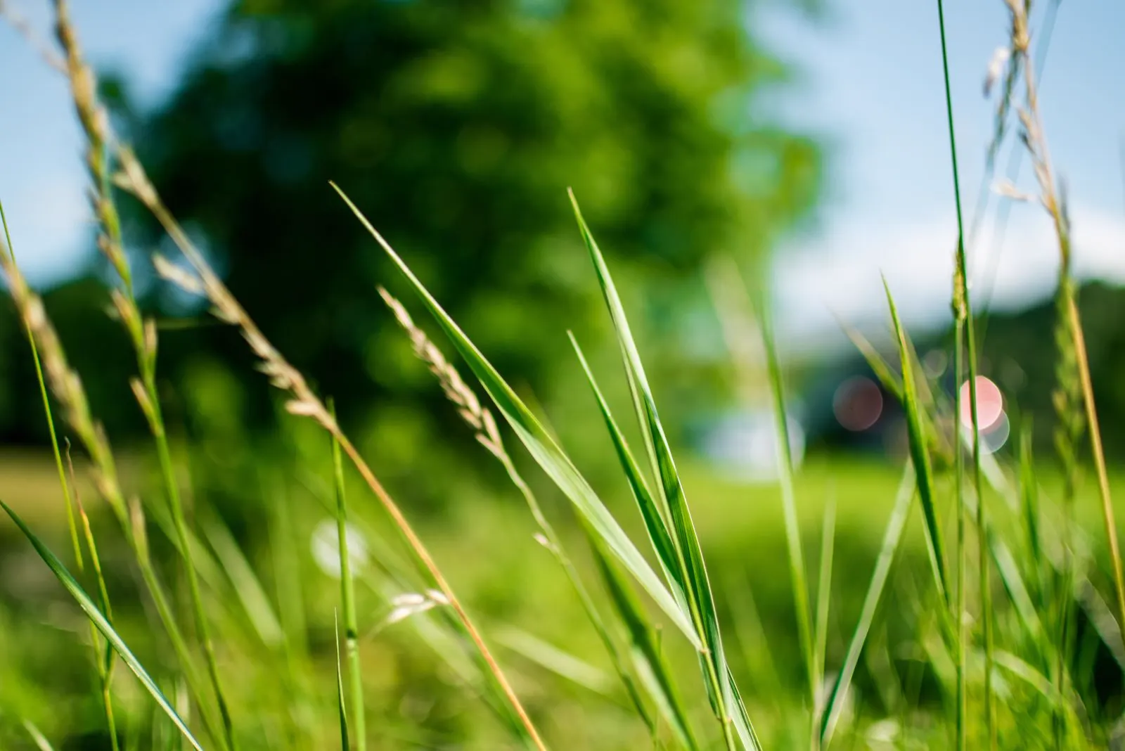 Close-up of green grass blades