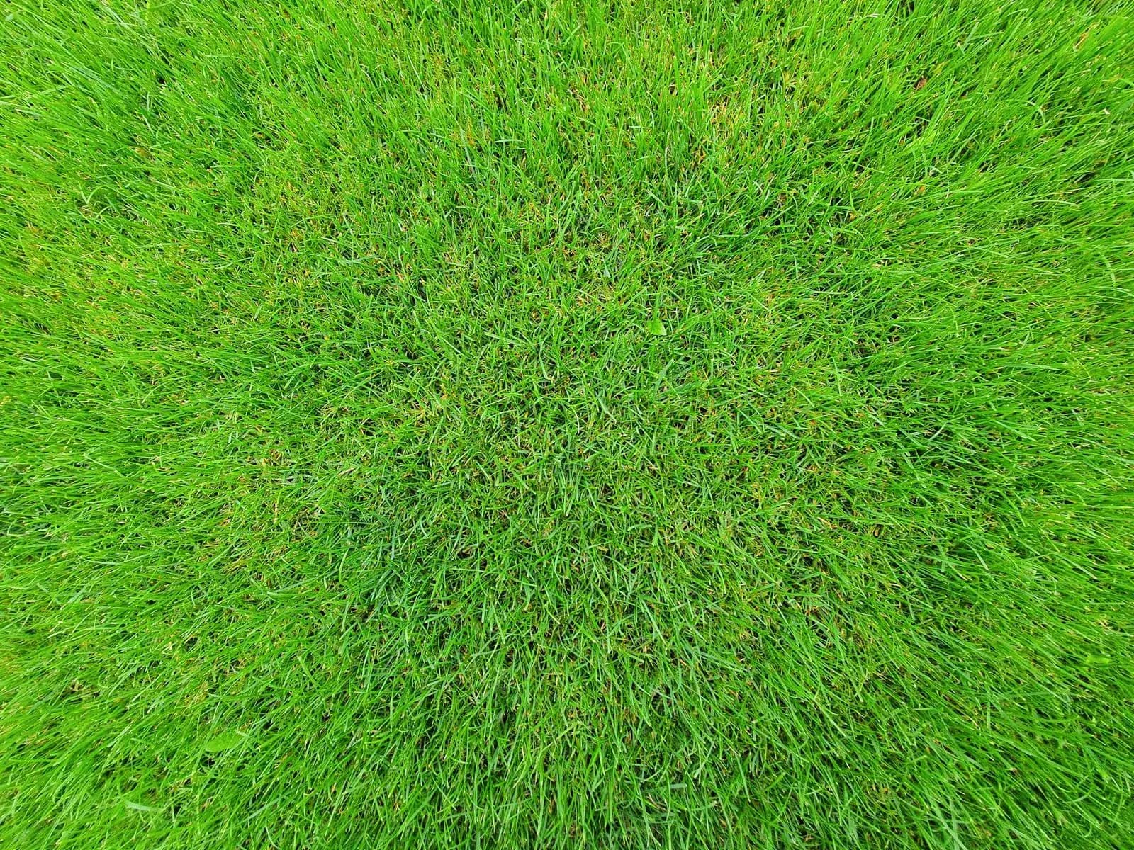 Fresh, dense green turf grass