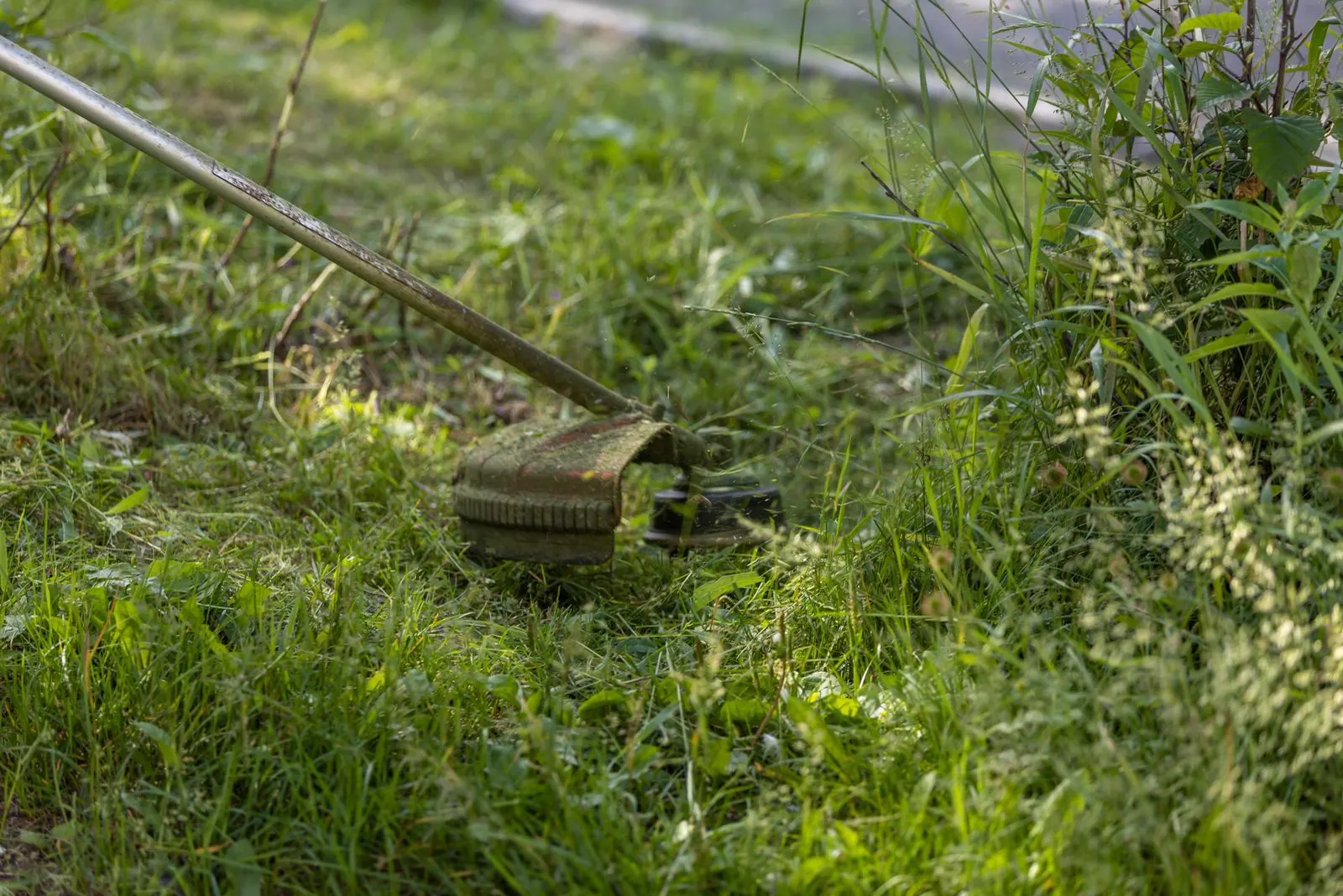 A string trimmer edging a lush green lawn