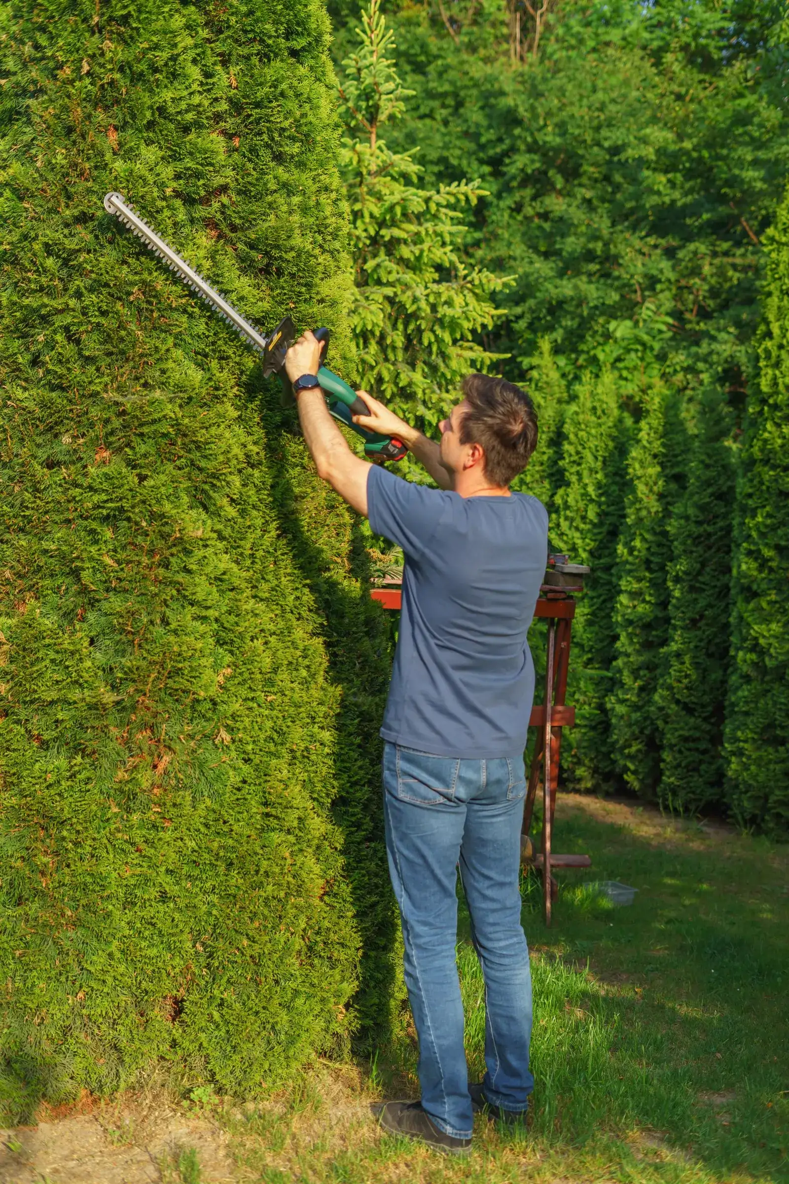 A landscaper trimming a tall hedge with an electric trimmer